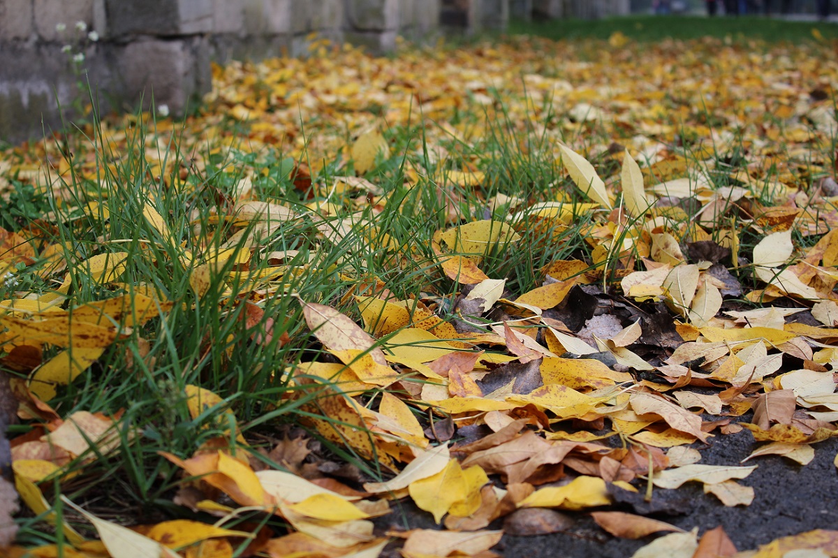 Herbstlaub von Natascha Renner